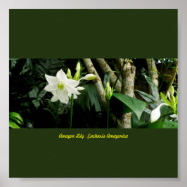 Poster Lily da Amazônia da Selva - Eucharis Amazonica