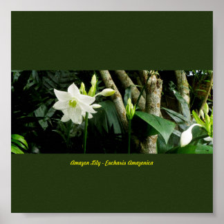 Poster Lily da Amazônia da Selva - Eucharis Amazonica