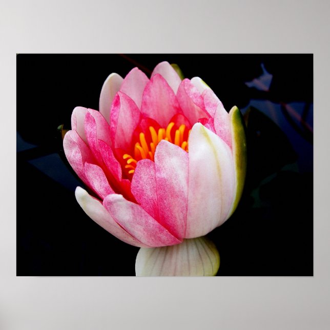 Poster Lily de Água Rosa (Frente)