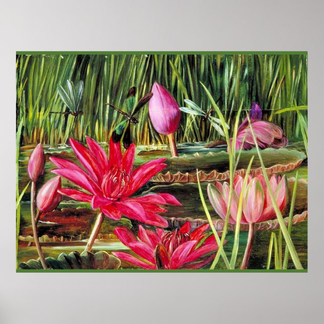 Poster Lily de Água Vermelha do Sul da Índia (Frente)