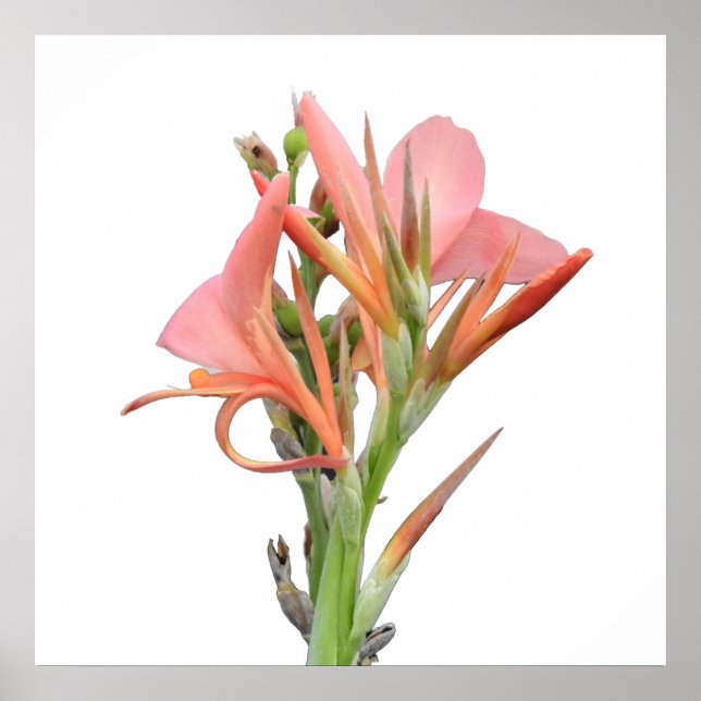 Poster Lily Flower (Frente)