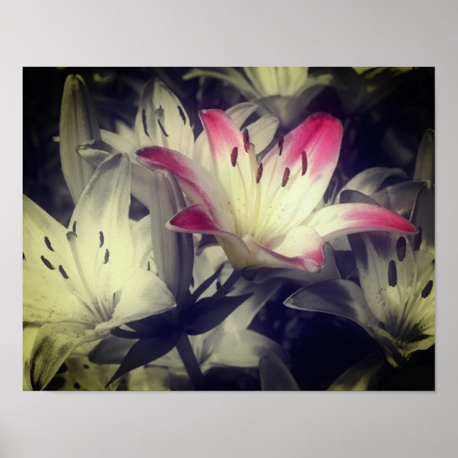 Poster Lily Flowers Preto E Branco - Cor Parcial (Frente)
