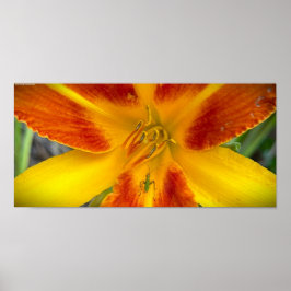 Poster Lily & Inseto,