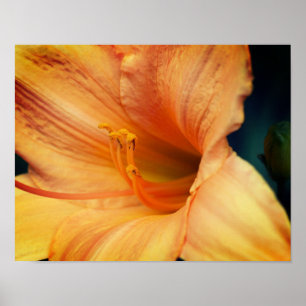 Poster Lily Laranja Flower Close (Fechar)