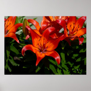 Pôster Lily Laranja Rosa Escuro