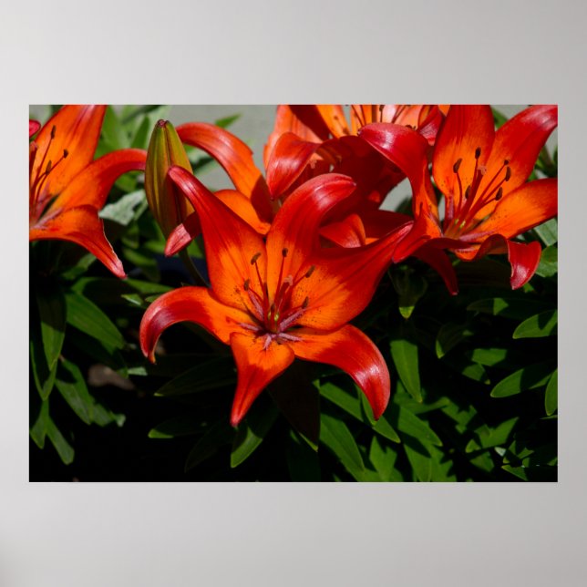 Pôster Lily Laranja Rosa Escuro (Frente)