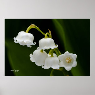 Pôster Lily of the Valley