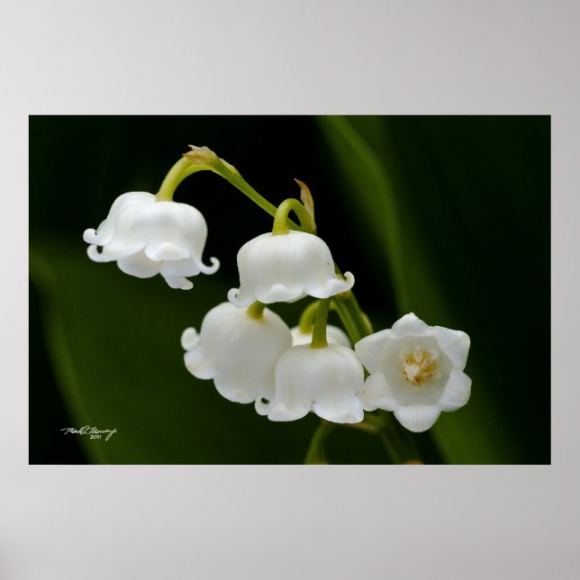Pôster Lily of the Valley (Frente)