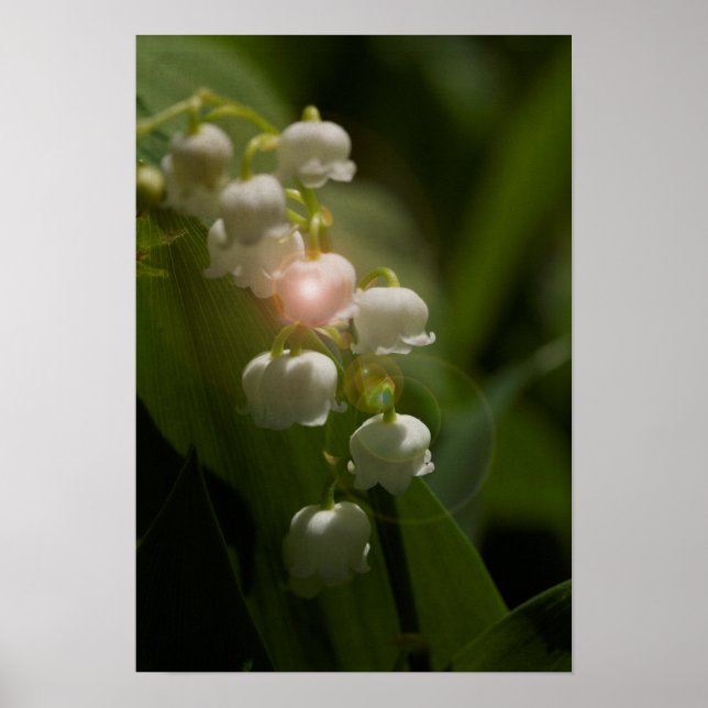 Poster Lily Of the Valley Floral (Frente)