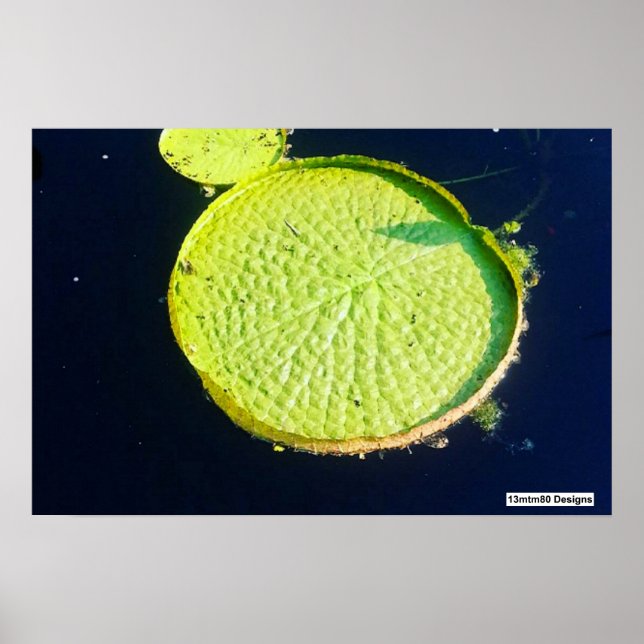 Poster Lily Pad (Chicago) - Cartaz (Frente)