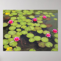 Lily Pads e Lotus Flowers