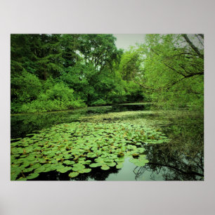 Poster Lily Pads no Pond
