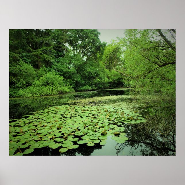 Poster Lily Pads no Pond (Frente)