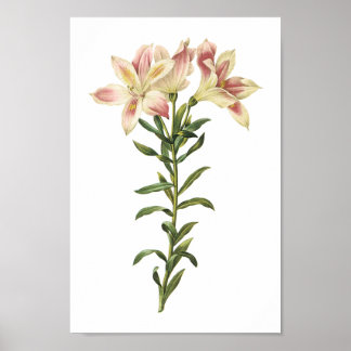Poster Lily peruana (Alstromeria pelegrina) por Redouté