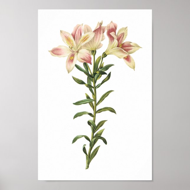 Poster Lily peruana (Alstromeria pelegrina) por Redouté (Frente)
