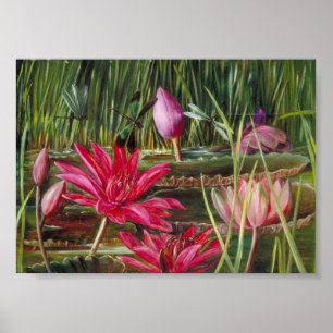 Poster Lily Red Water da Índia - Marianne North