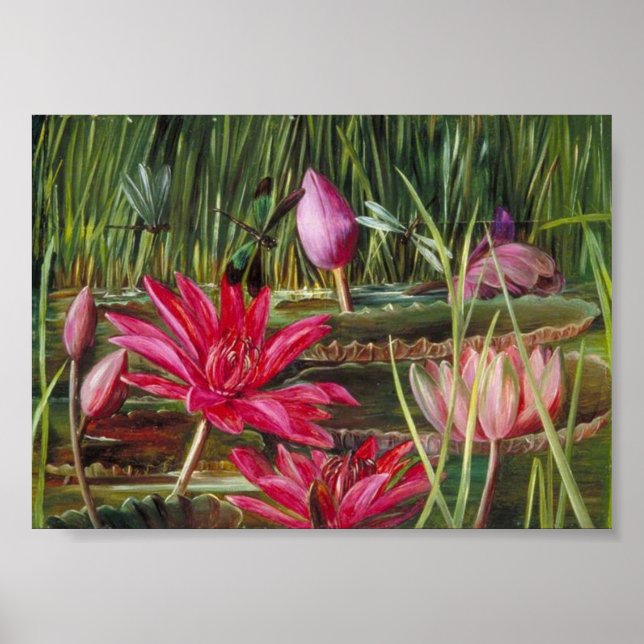 Poster Lily Red Water da Índia - Marianne North (Frente)