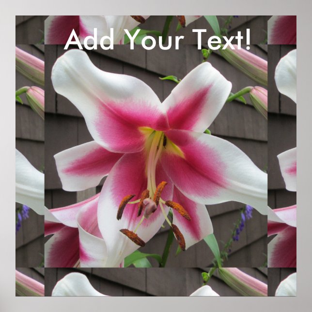 Poster Lily Red White Plant House (Frente)