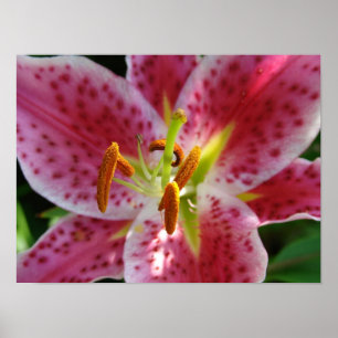 Pôster Lily Rosa