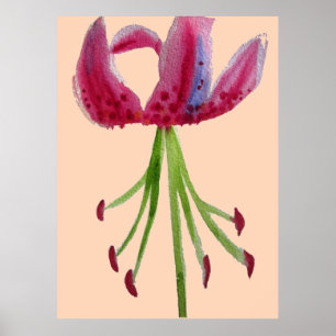 Pôster Lily rosa-rosa, cor-de-água