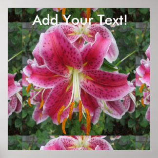 Poster Lily Stargazer Purple Flower