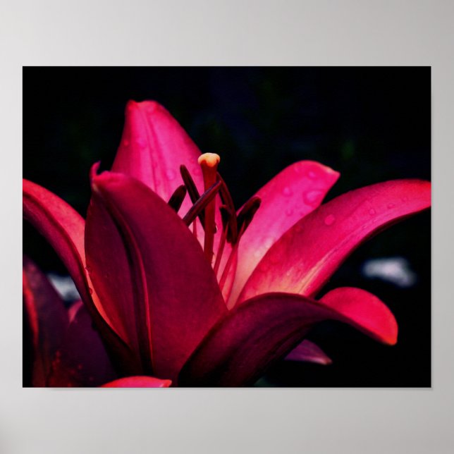 Poster Lily Vermelha Flower Close (Fechar) (Frente)