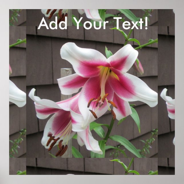 Pôster Lily White Purple House Plant (Frente)