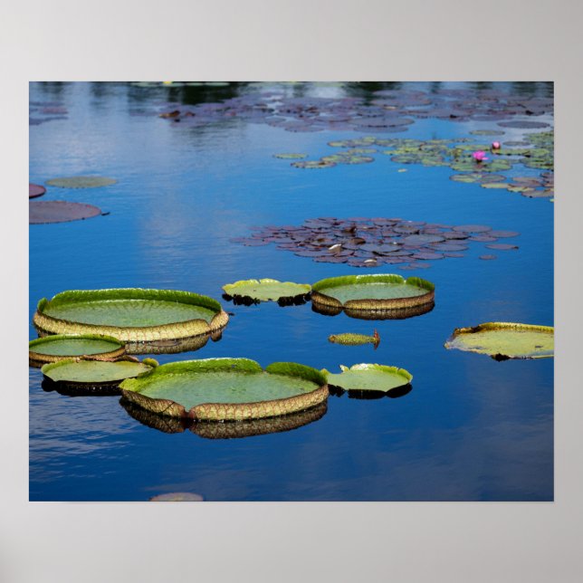 Poster Lilypad (Frente)