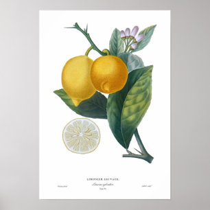 Poster Limão
