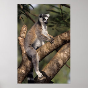 Pôster Limão-Alho (Lemur Catta), Berbastante
