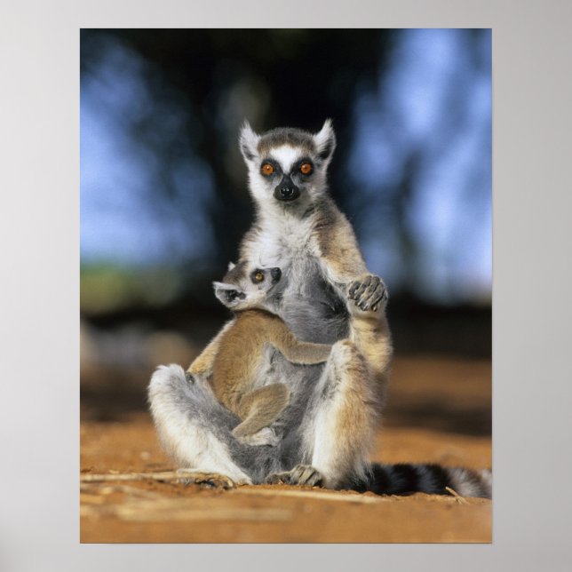 Poster Limão-de-coleira-branca (Lemur catta), mãe e (Frente)