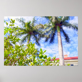Poster Limequats na Flórida