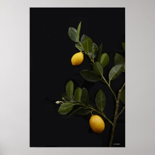 Poster Limões ainda em seu ramo