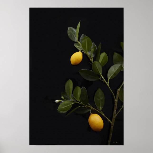 Poster Limões ainda no seu Ramo (Frente)