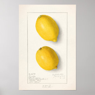 Poster Limões (Citrus Limon) Fruta