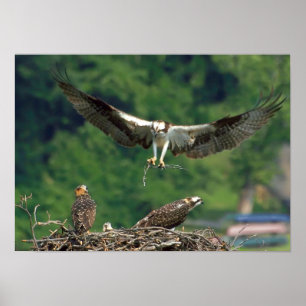 Poster Limpe a pista