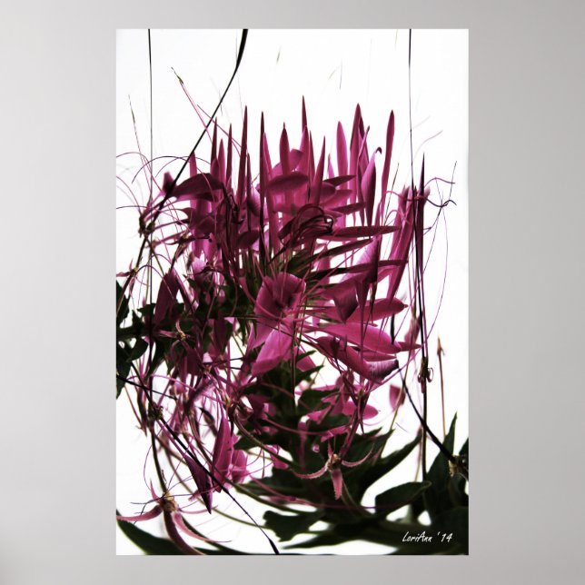 Poster Limpeza Contritada (Frente)