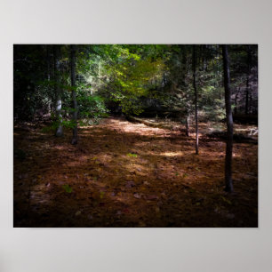 Poster Limpeza em uma Floresta Escura