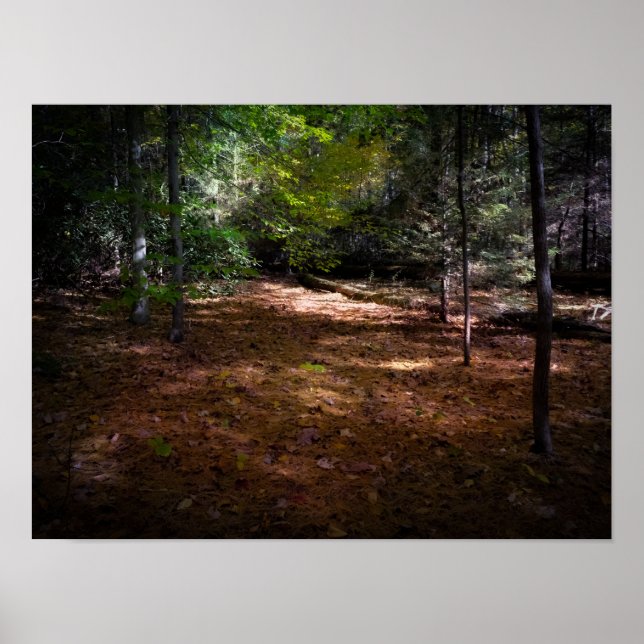 Poster Limpeza em uma Floresta Escura (Frente)