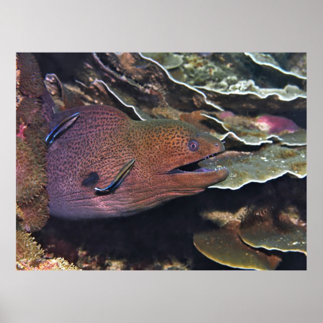 Poster Limpeza Feliz Moray (Frente)