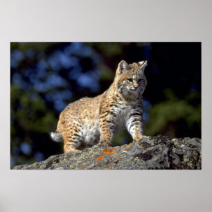 Poster Lince