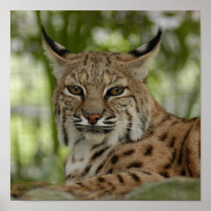Poster Lince 2_11x11