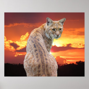 Poster Lince da Flórida com pôr do sol deslumbrante