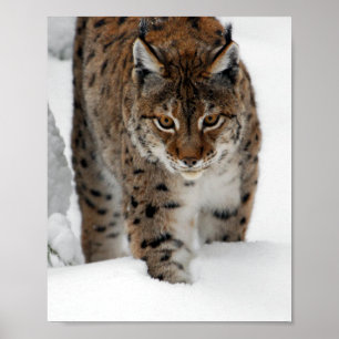 Pôster Lince da neve