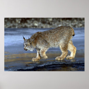 Poster Lince de Canadá, inverno