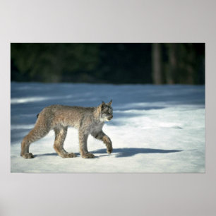 Poster Lince de Canadá na neve