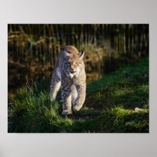 Poster Lince de desengaço