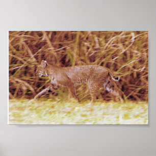 Pôster Lince de Florida
