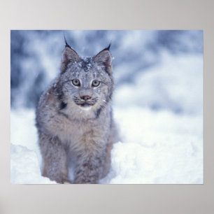 Pôster Lince na neve nos contrafortes