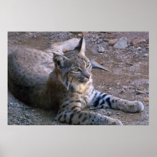 Poster Lince no deserto de Sonoran